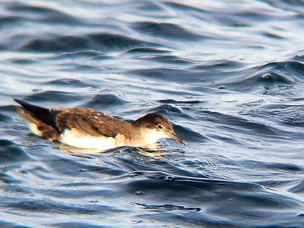 flagrelire - ML646728002