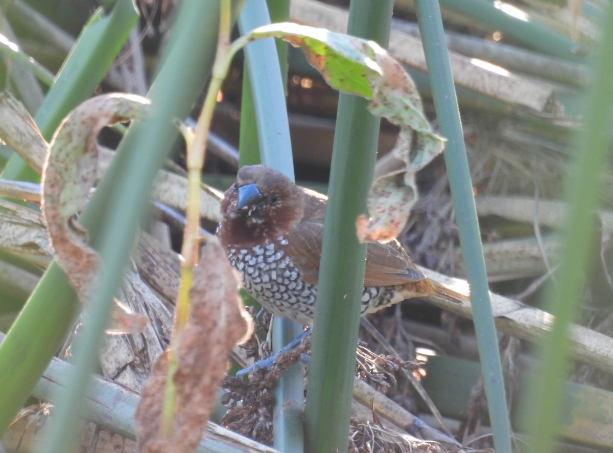Scaly-breasted Munia - ML646728003