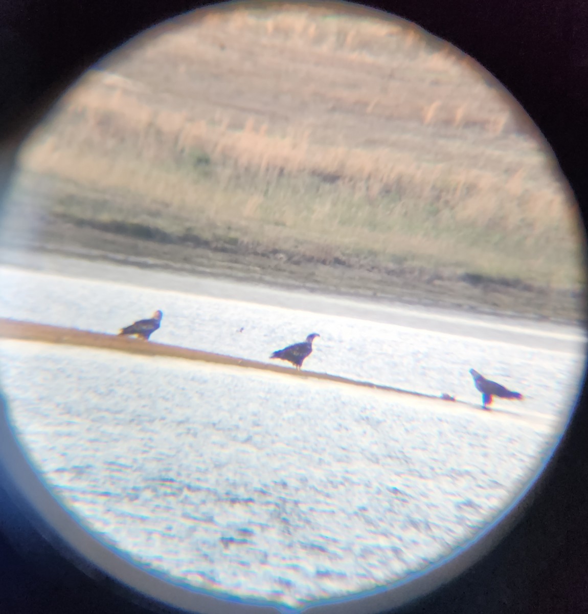 Bald Eagle - ML646728004