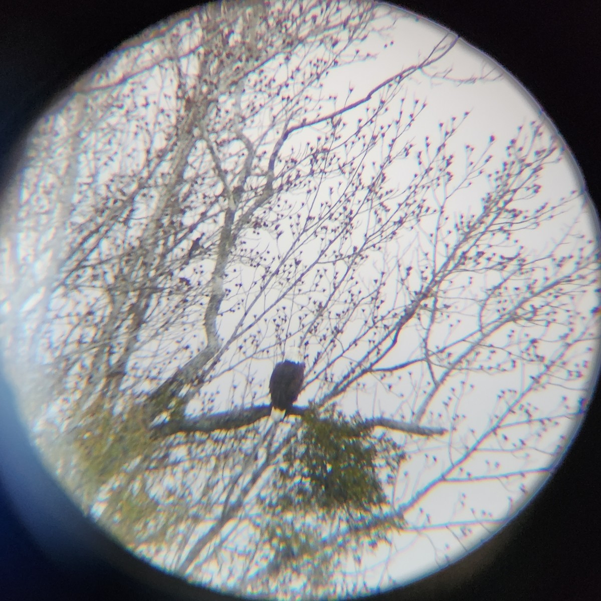 Bald Eagle - ML646728005