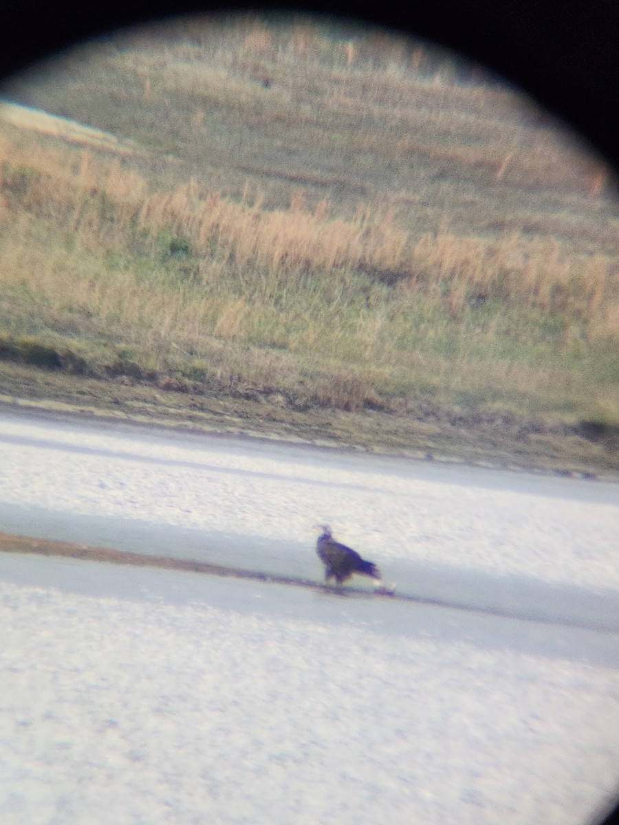 Bald Eagle - ML646728006