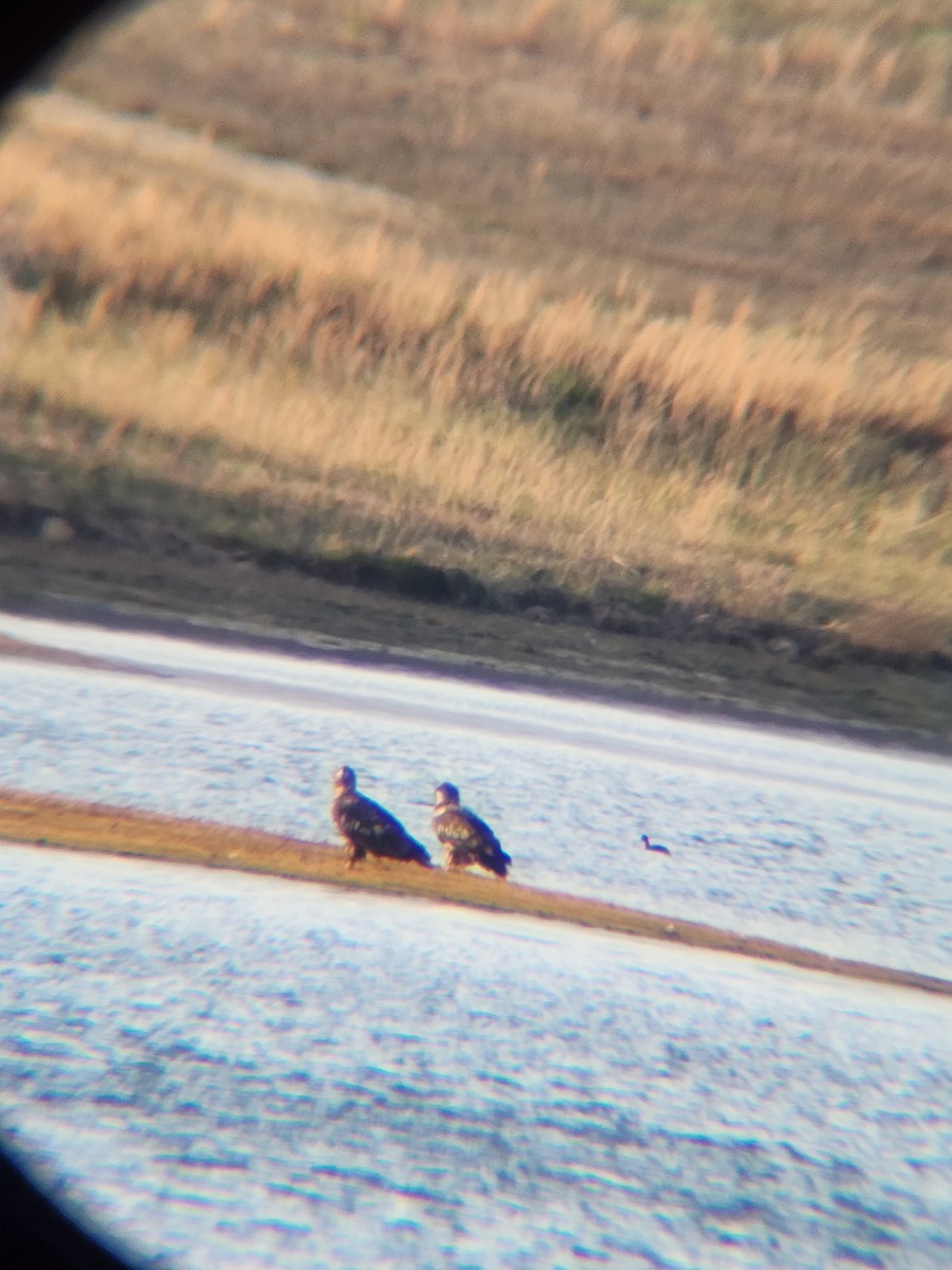 Bald Eagle - ML646728007