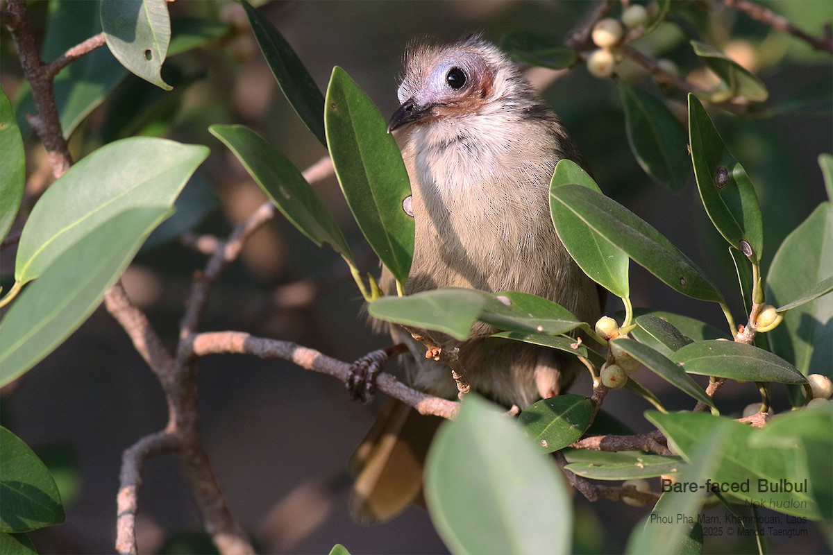 Bulbul Caripelado - ML646728009