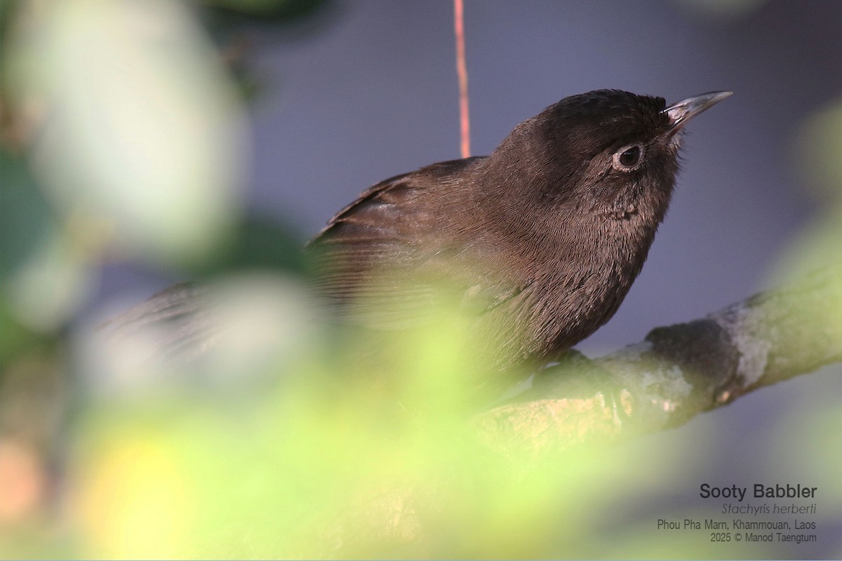 Timalí de Herbert - ML646728013