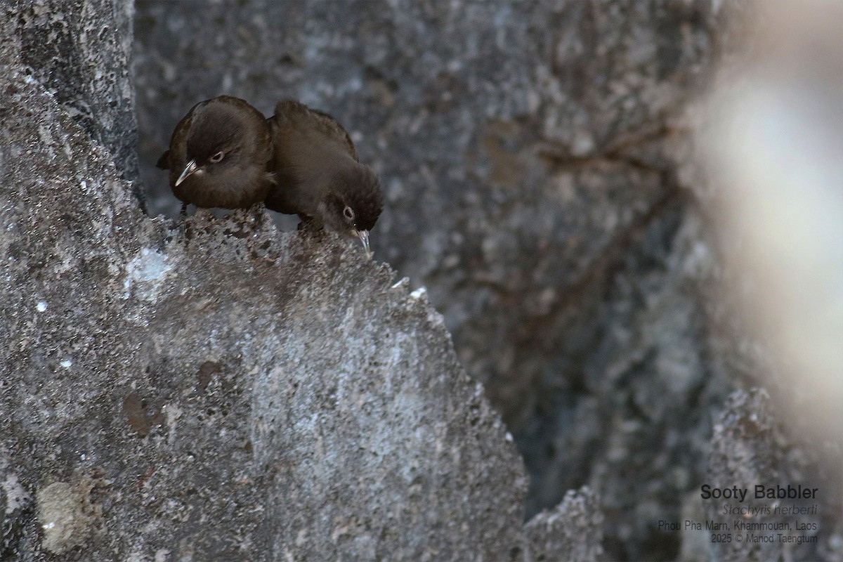 Timalí de Herbert - ML646728014