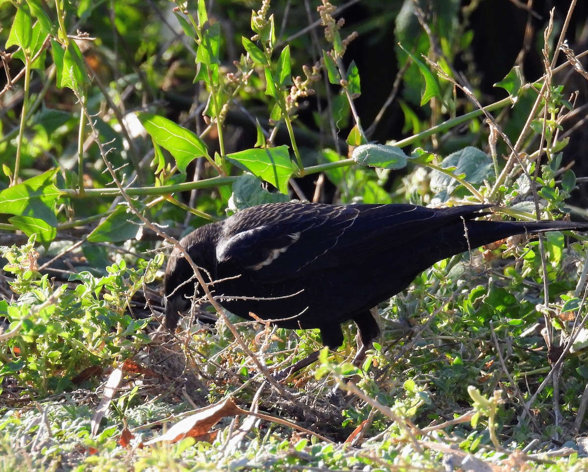 Tricolored Blackbird - ML646728015