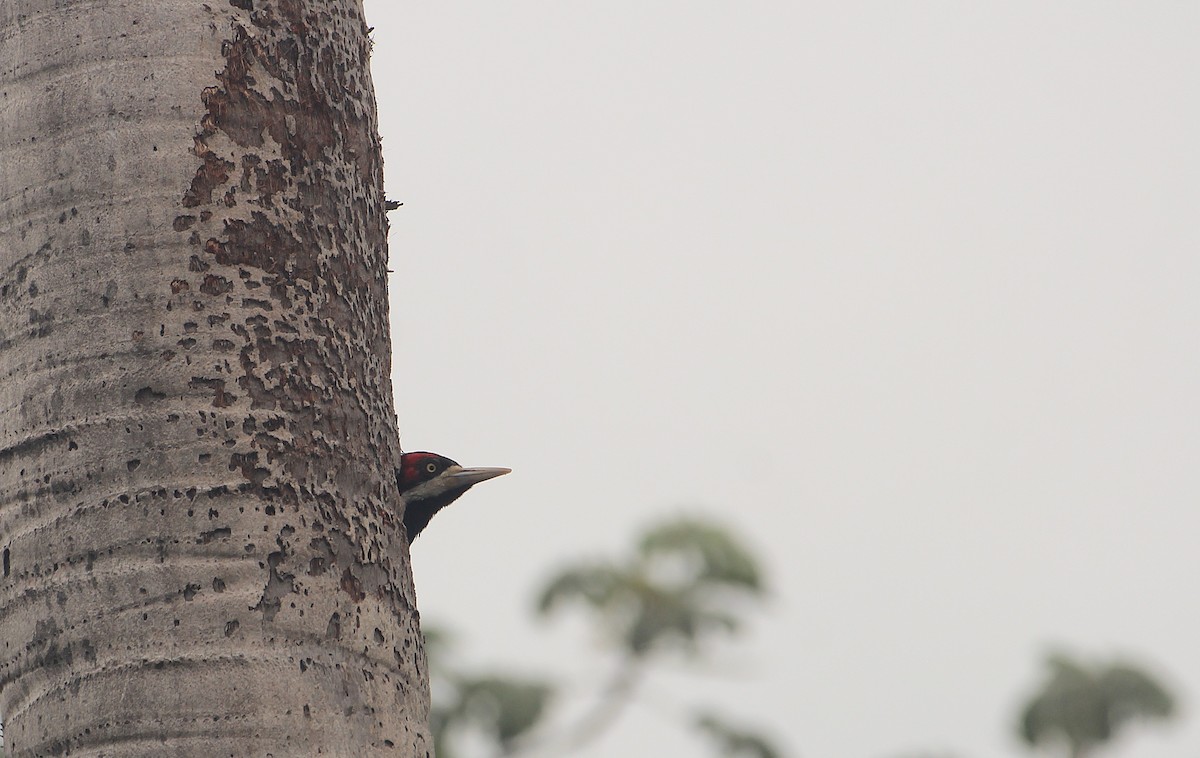 Crimson-crested Woodpecker - ML646728017