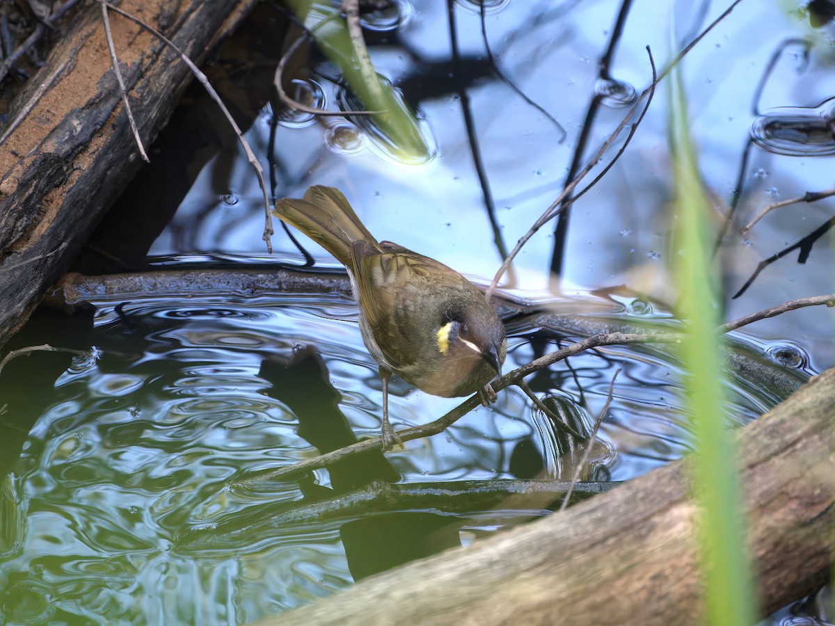 Goldohr-Honigfresser - ML646728022