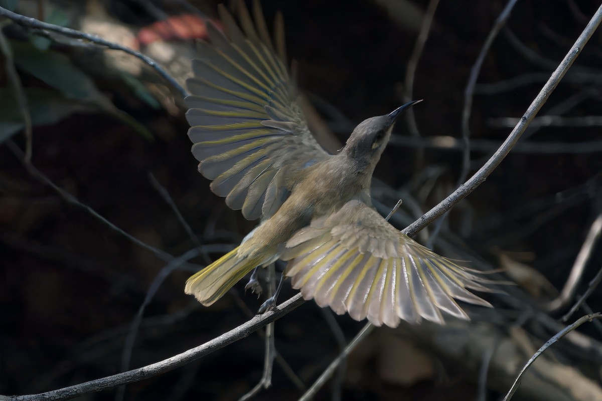 Braunhonigfresser - ML646728023