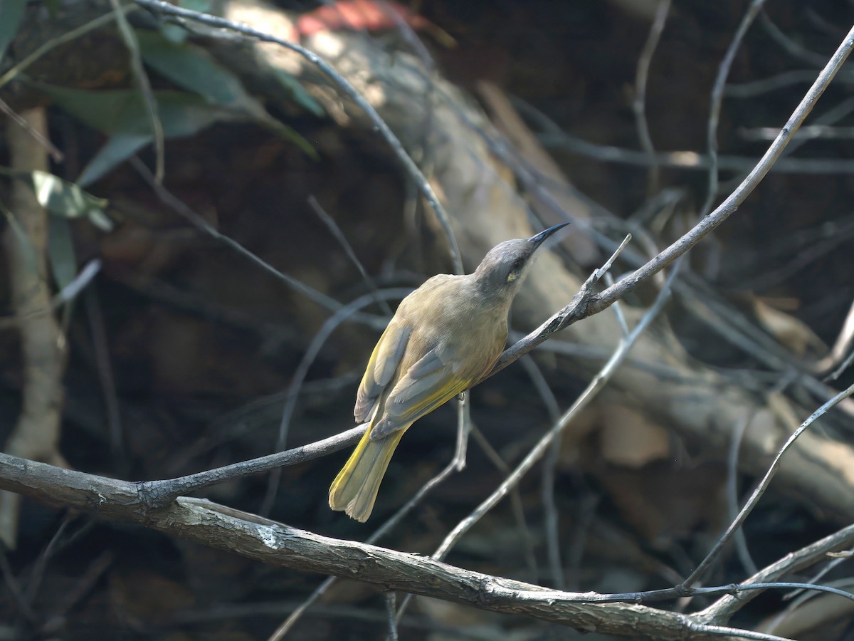 Braunhonigfresser - ML646728024