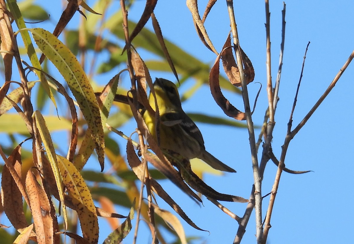 Townsend's Warbler - ML646728025