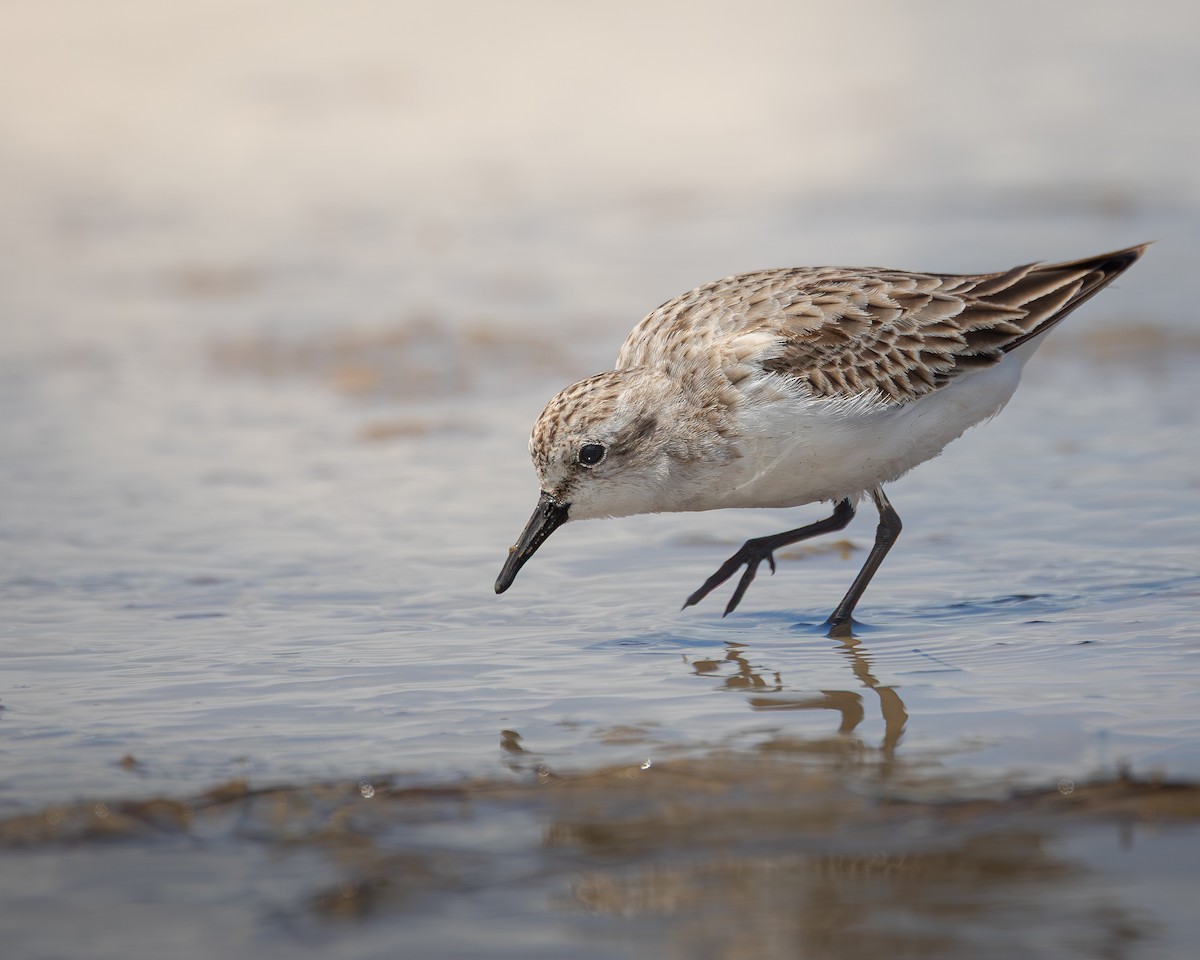 Red-necked Stint - ML646728030