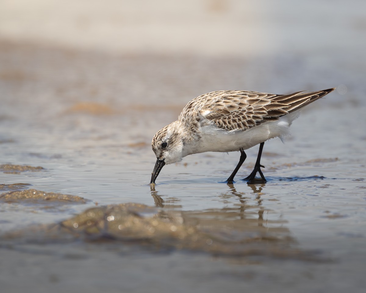 Red-necked Stint - ML646728031