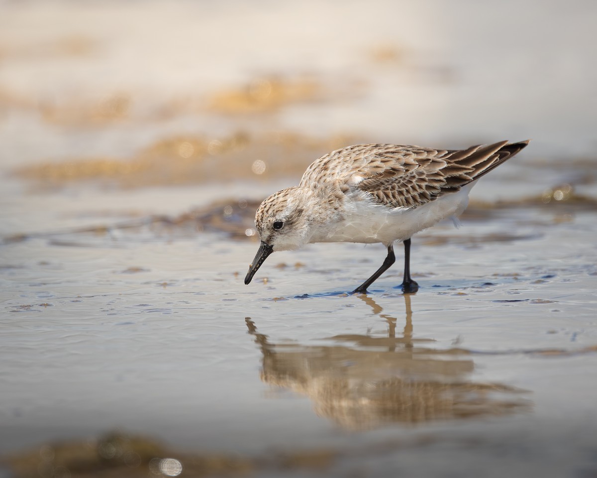 Red-necked Stint - ML646728032