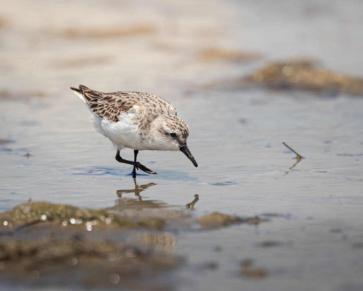 Red-necked Stint - ML646728033