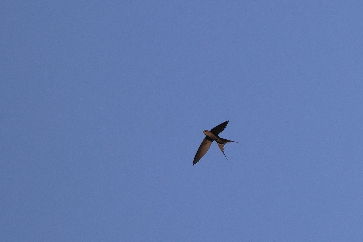 Palmiye Ebabili - ML646728039