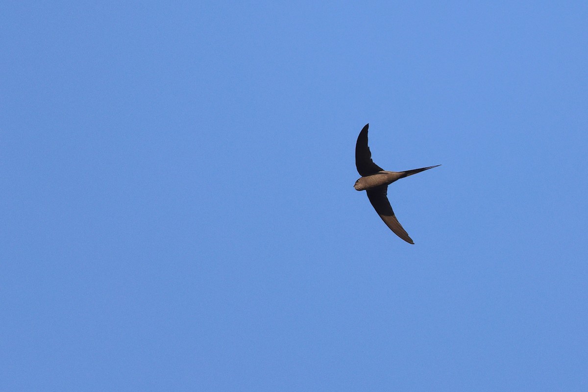 Palmiye Ebabili - ML646728042