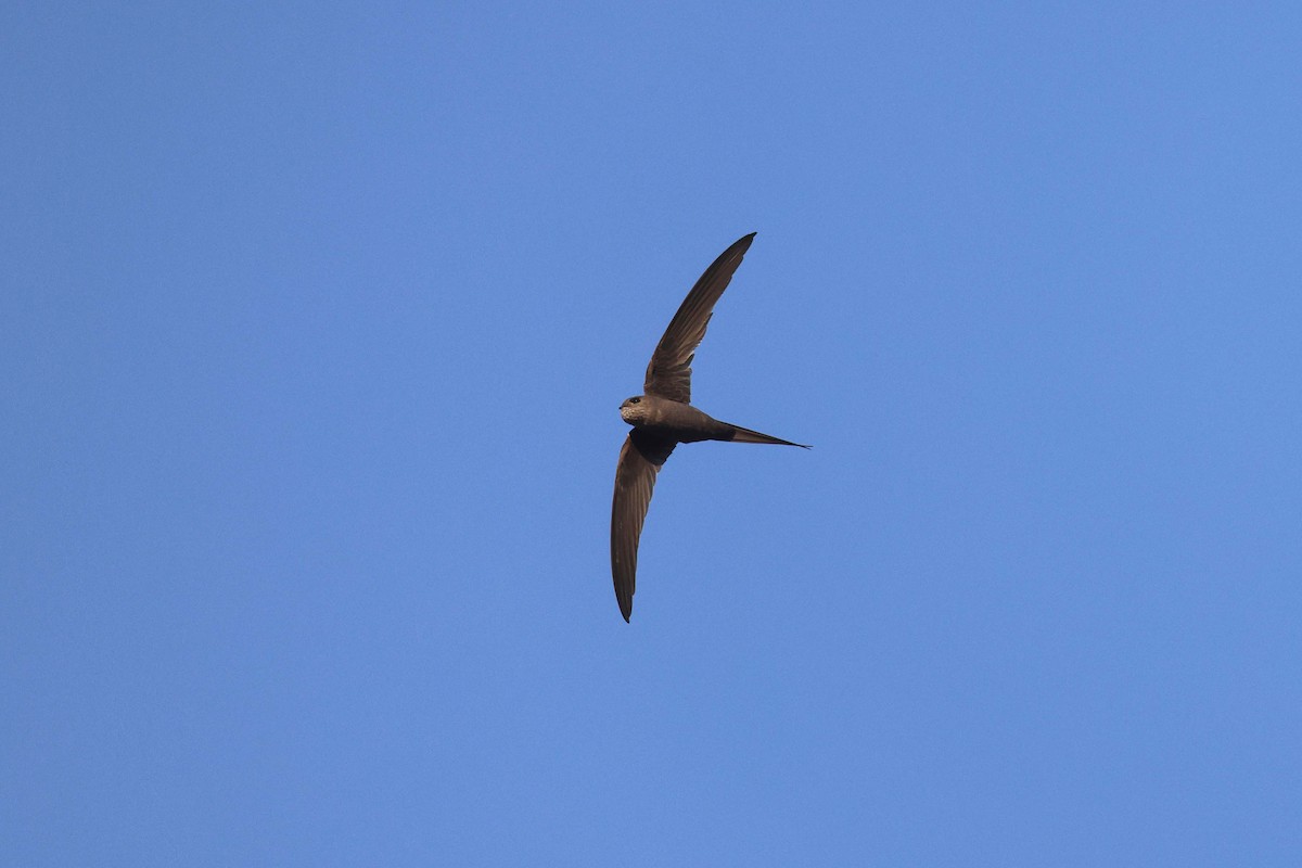 Palmiye Ebabili - ML646728044