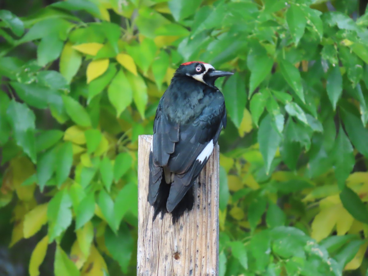 Acorn Woodpecker - ML646728048