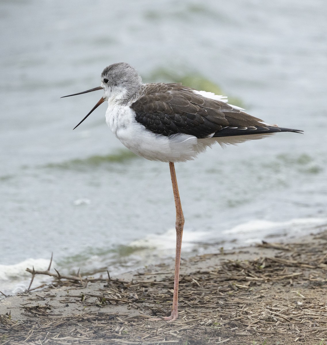 Zankaluze eurasiarra - ML646728049