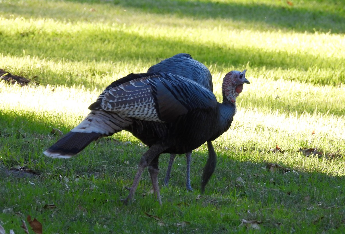 Wild Turkey - ML646728051