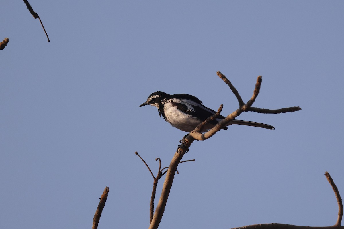 Alaca Kuyruksallayan - ML646728054