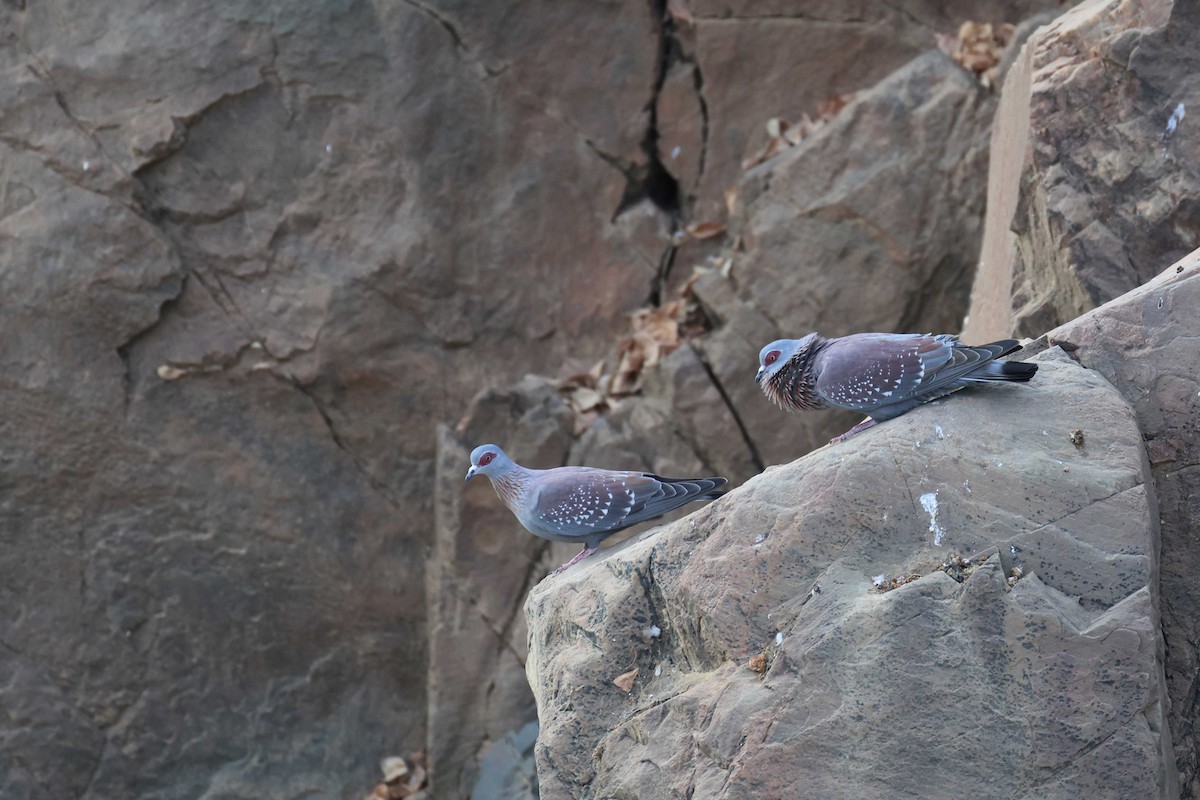 Çilli Güvercin - ML646728055