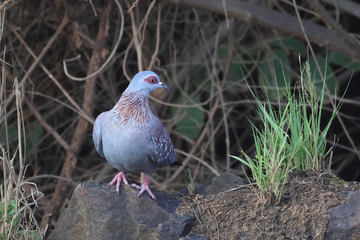 Çilli Güvercin - ML646728056