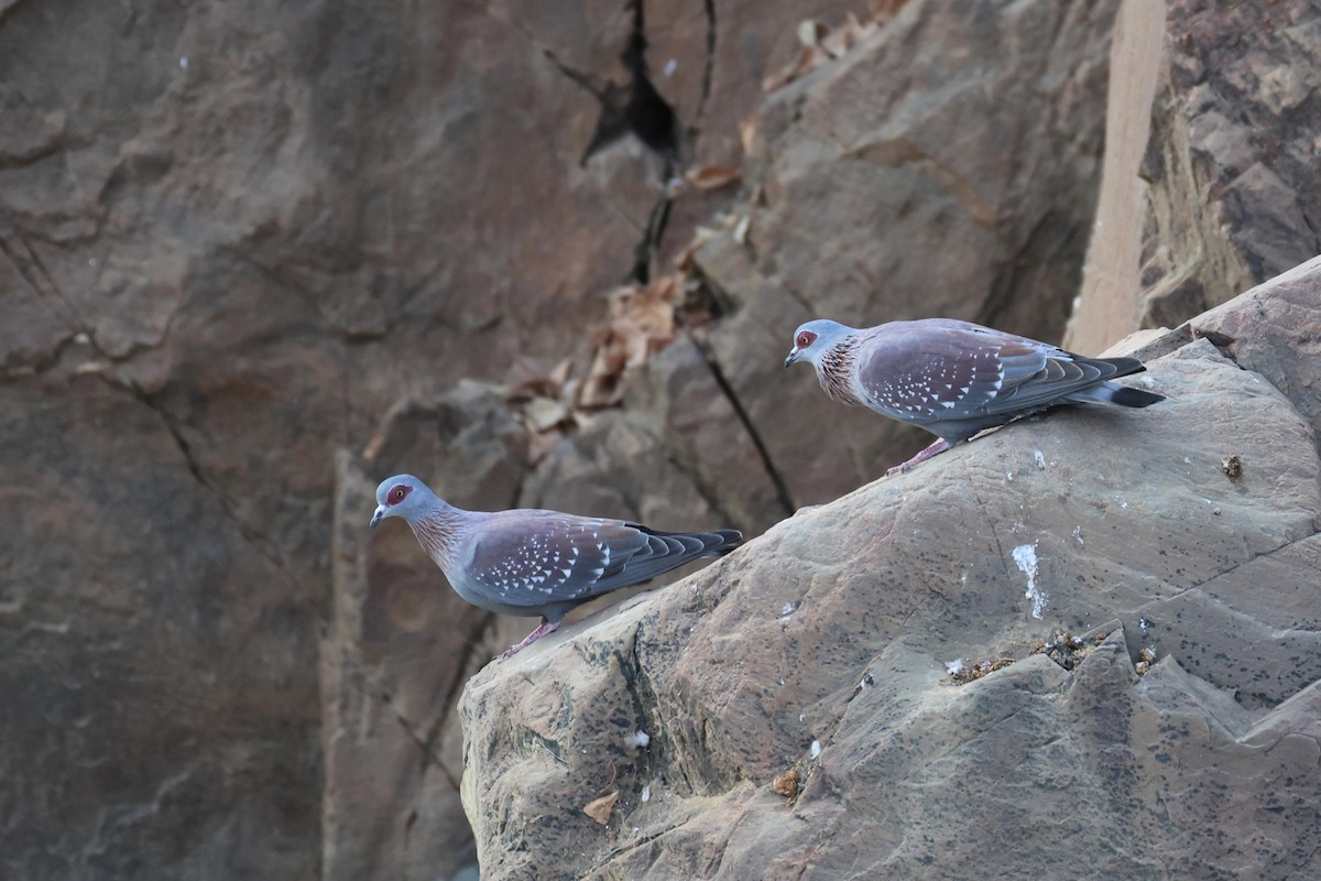 Çilli Güvercin - ML646728057