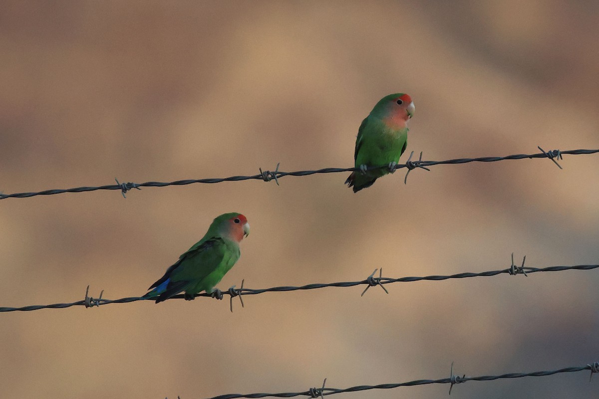 Gül Başlı Cennet Papağanı - ML646728058