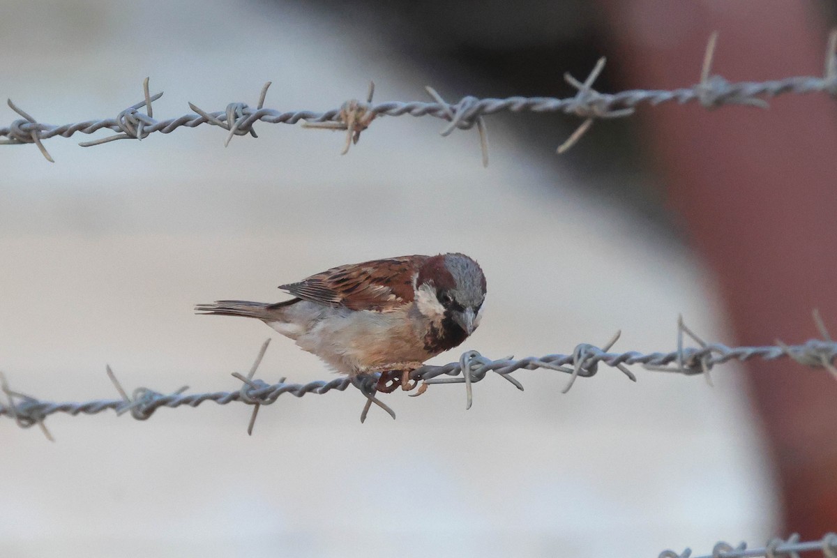 Serçe - ML646728059