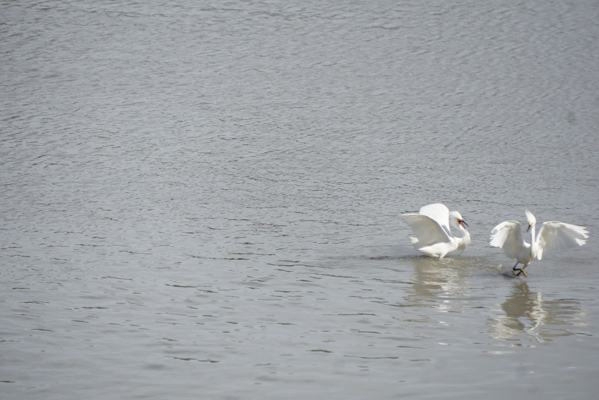 Snowy Egret - ML646728061