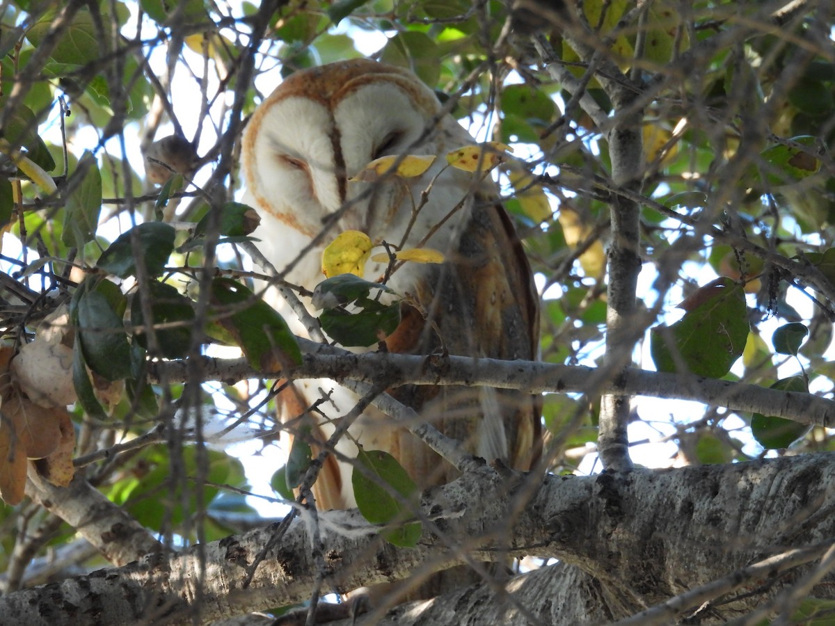 American Barn Owl - ML646728062