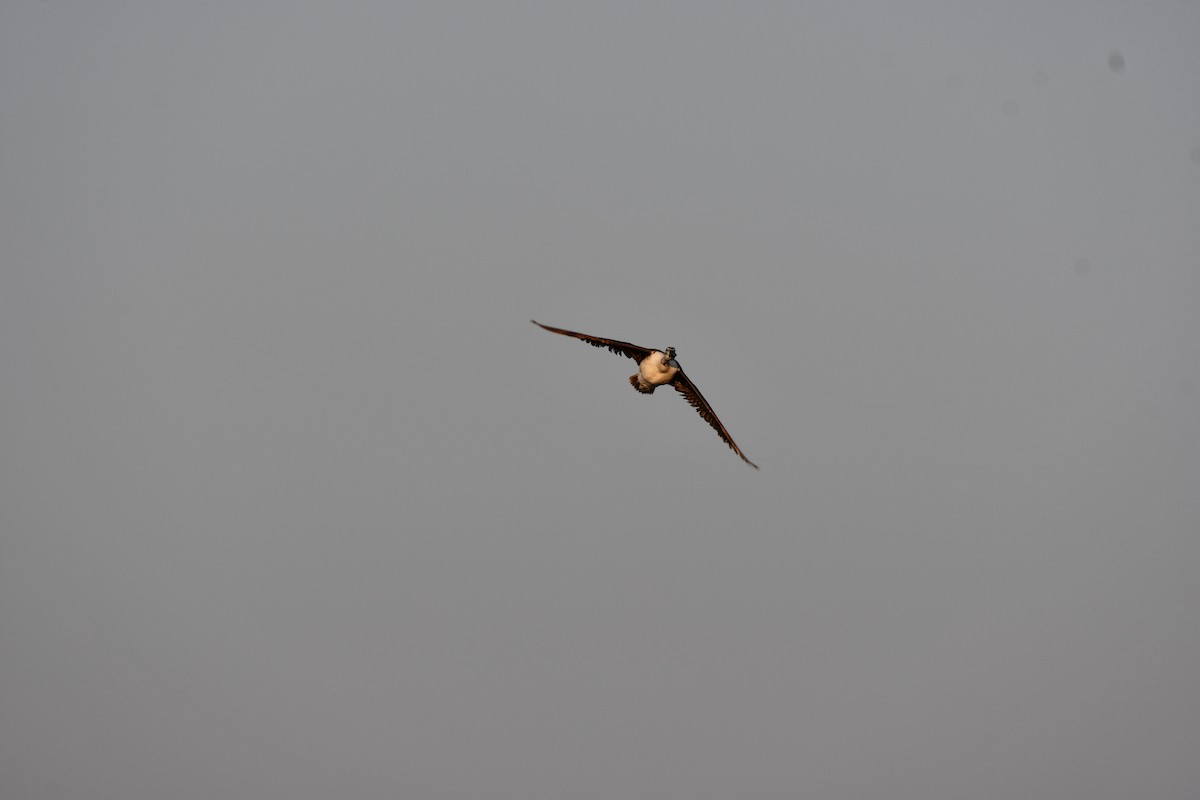 Knob-billed Duck - ML646728063