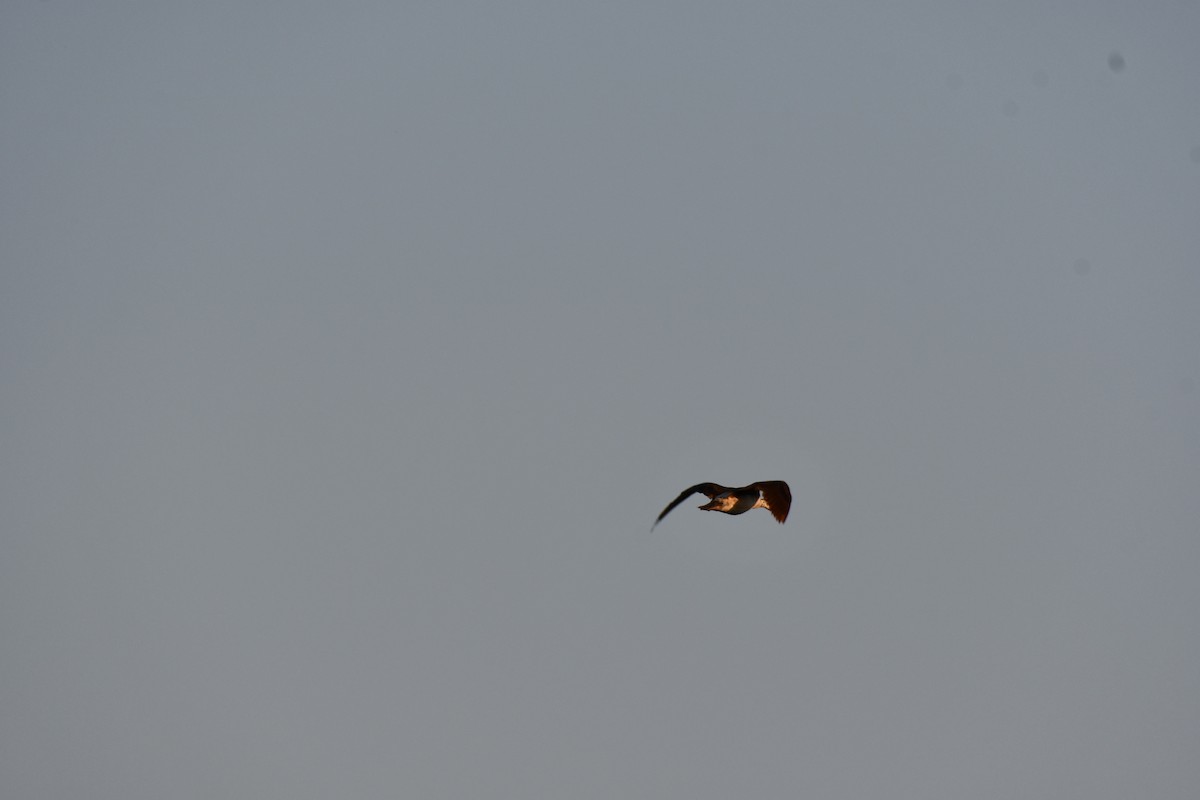 Knob-billed Duck - ML646728064