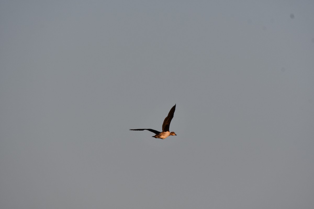 Knob-billed Duck - ML646728065