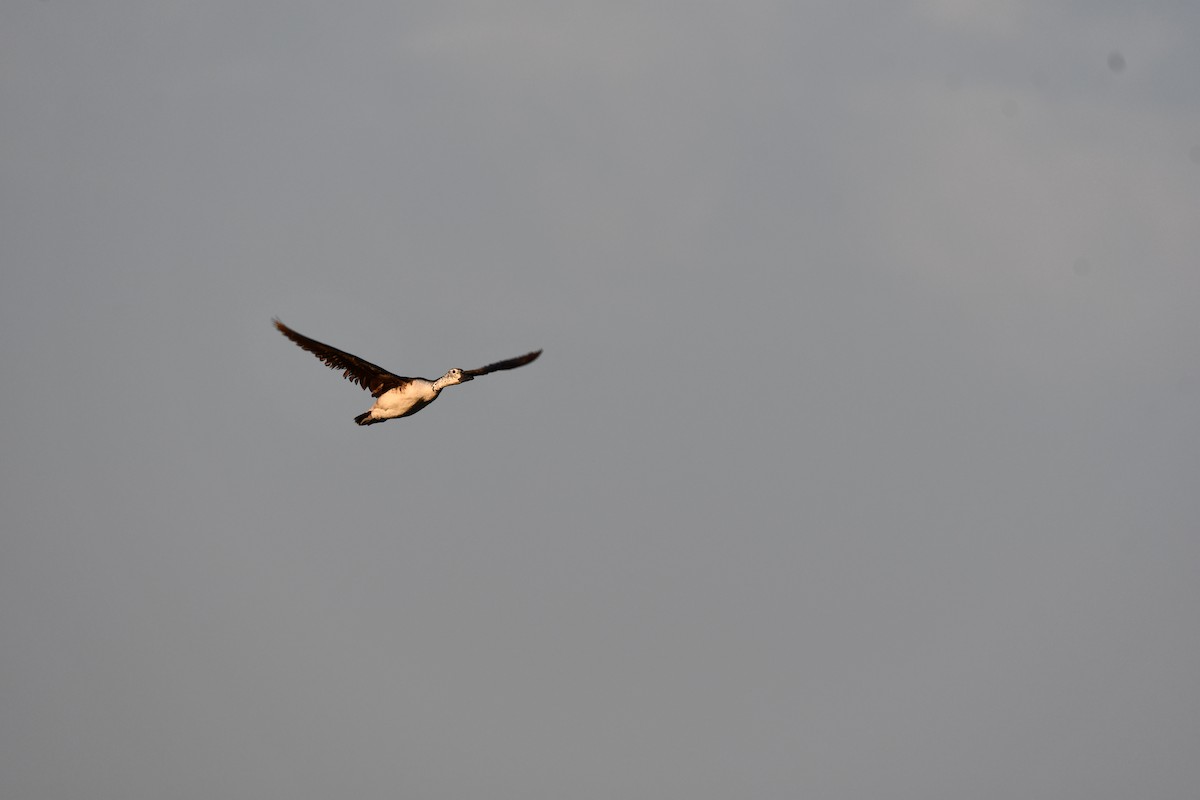 Knob-billed Duck - ML646728067