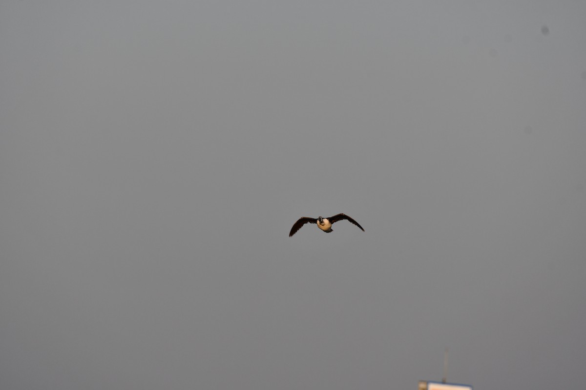 Knob-billed Duck - ML646728068