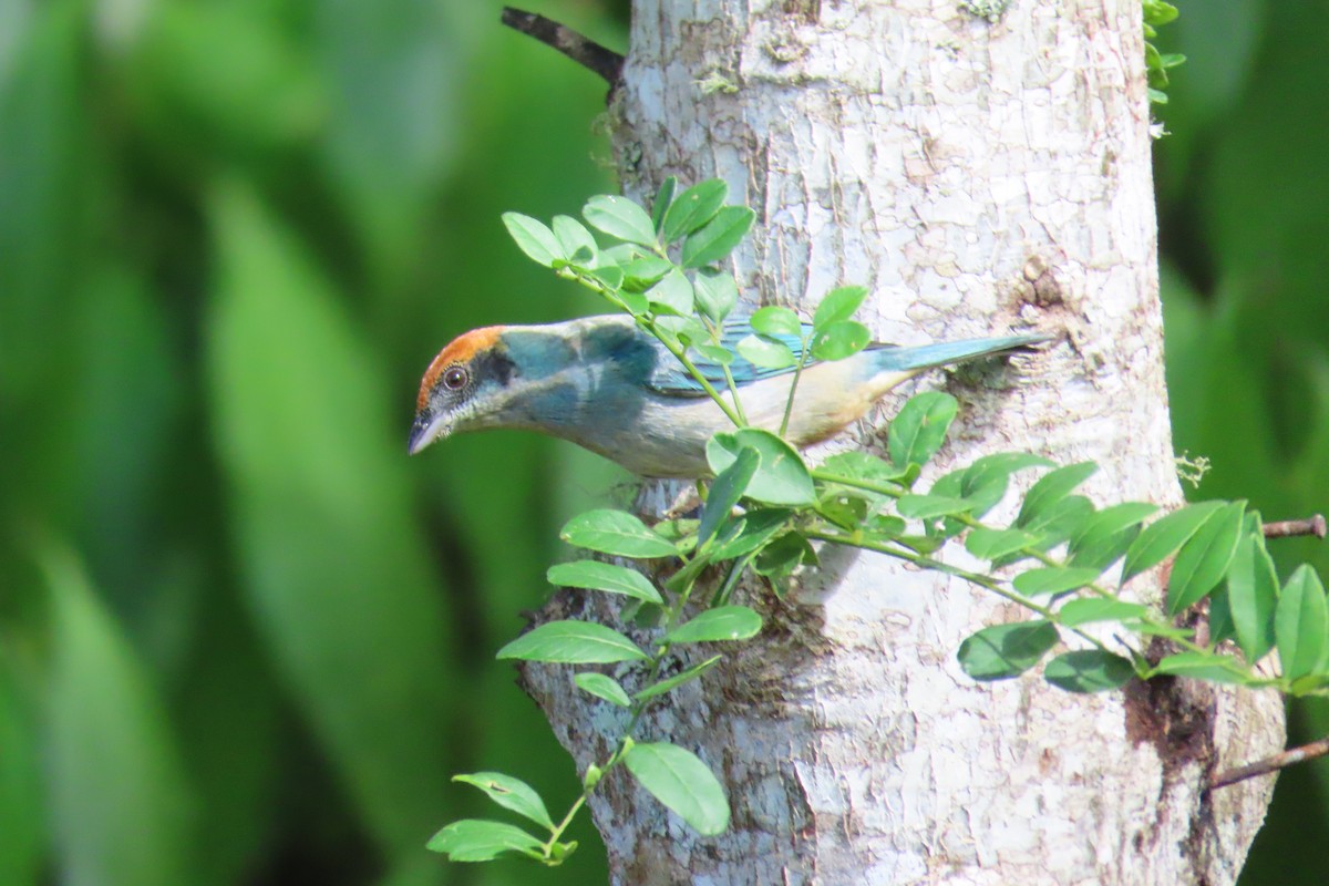 Scrub Tanager - ML646728069