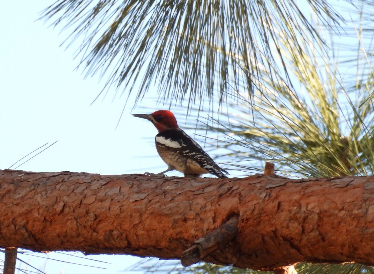 Red-breasted Sapsucker - ML646728071