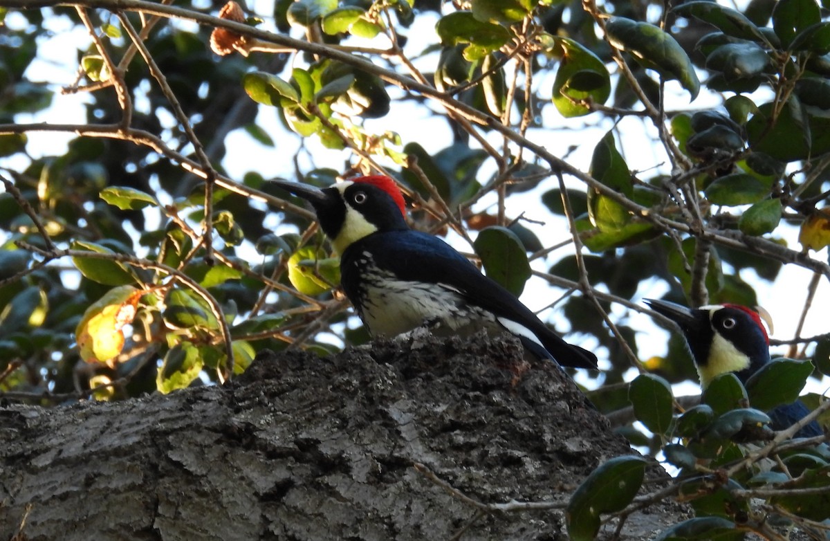 Acorn Woodpecker - ML646728077