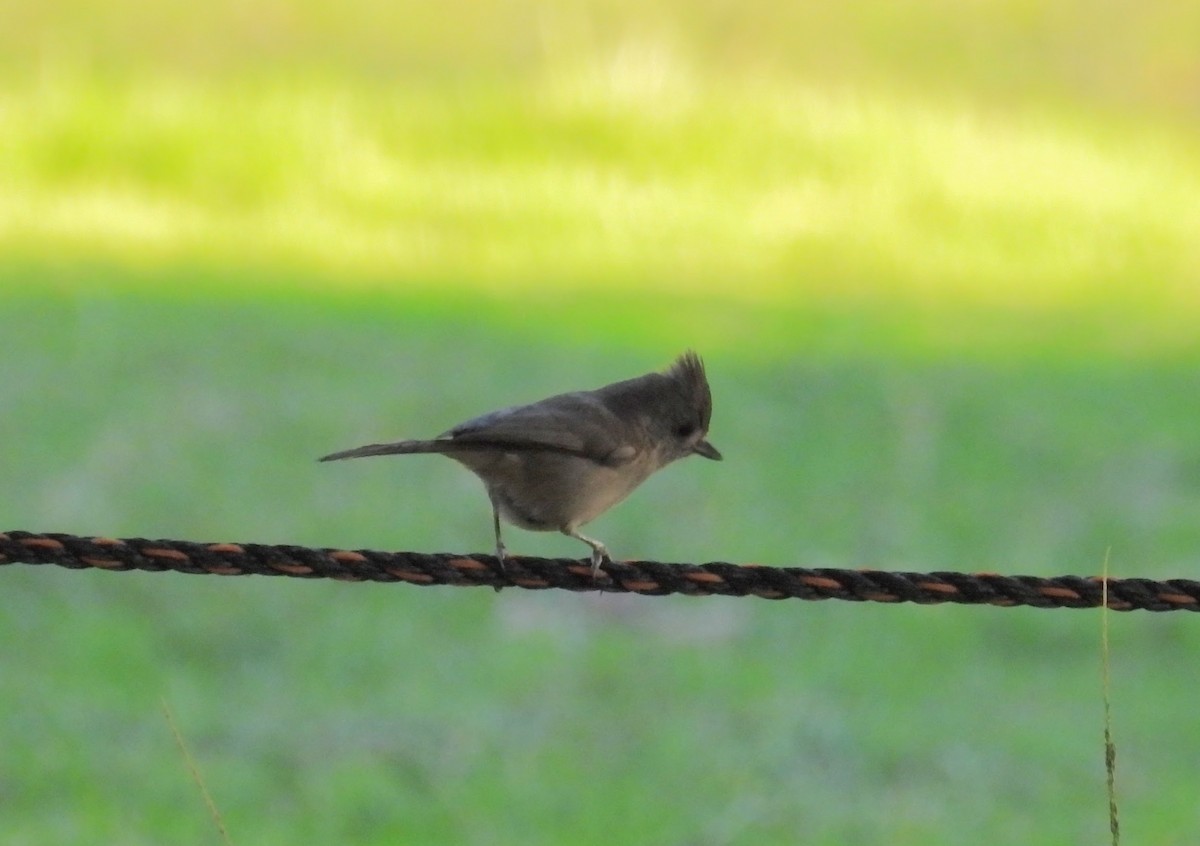Oak Titmouse - ML646728084