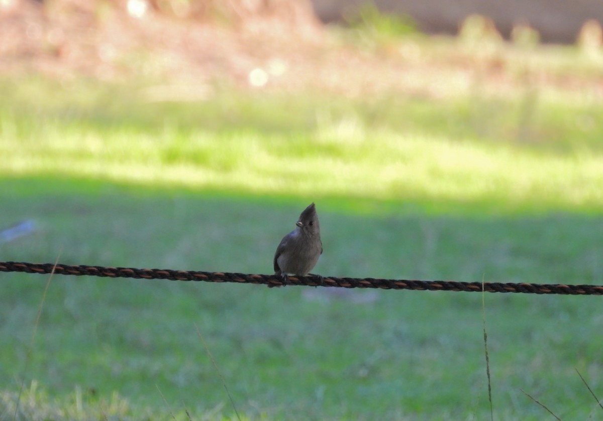 Oak Titmouse - ML646728085