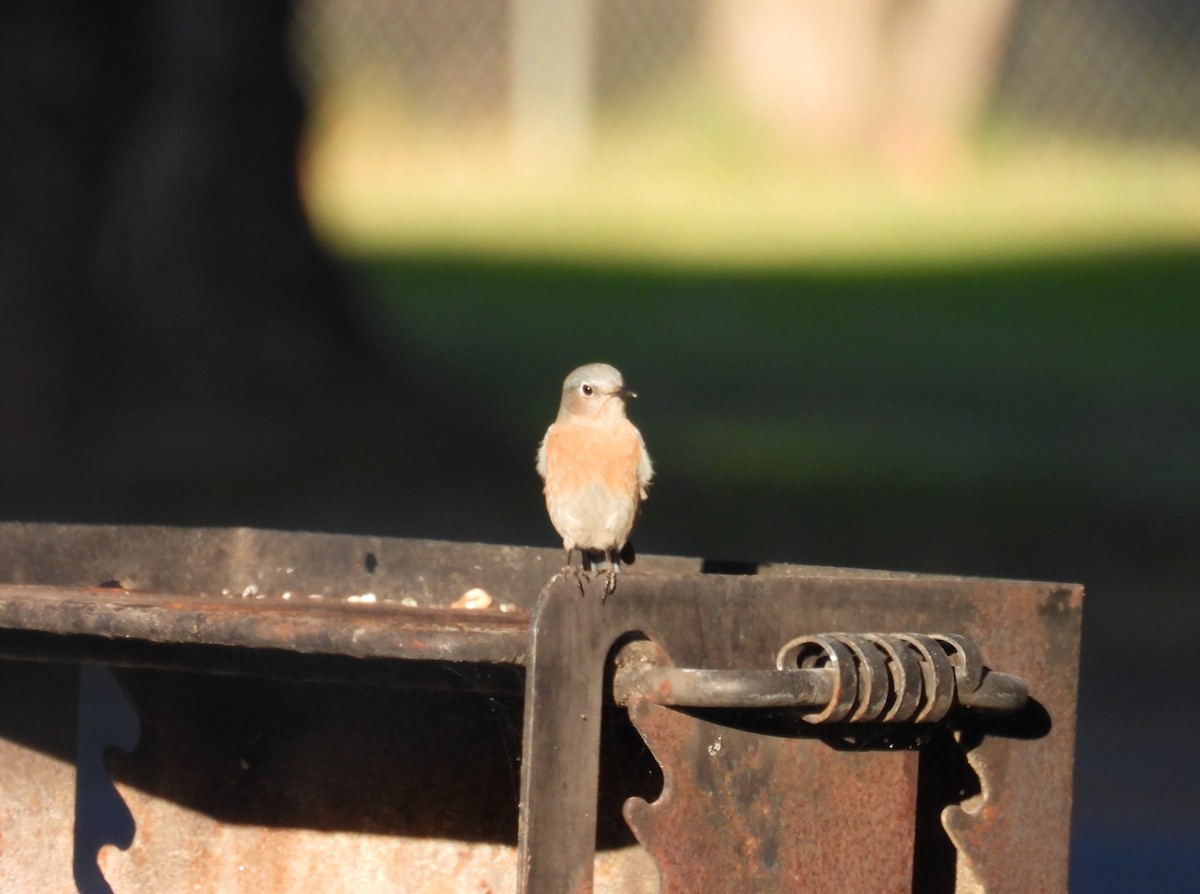 Western Bluebird - ML646728088