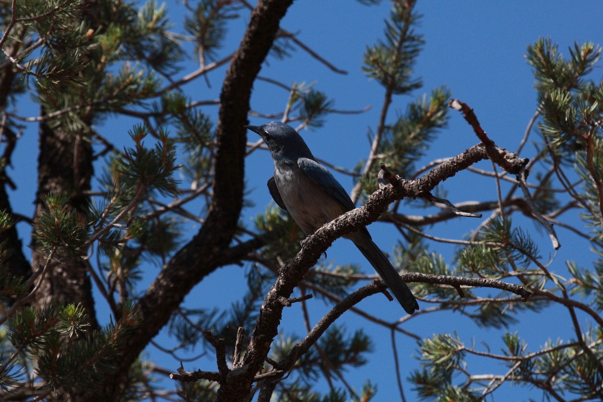 Woodhouse Çalı Kargası [woodhouseii grubu] - ML646728090