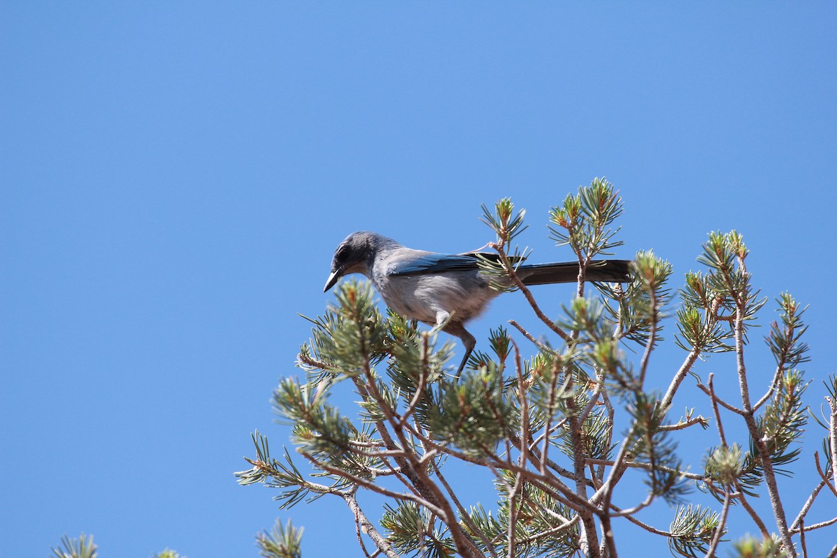 Woodhouse Çalı Kargası [woodhouseii grubu] - ML646728091