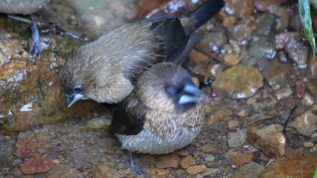White-rumped Munia - ML646728092