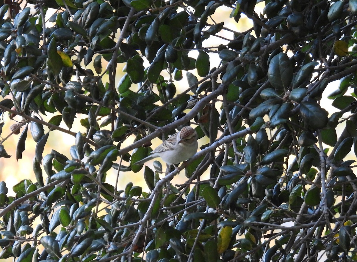 Chipping Sparrow - ML646728094
