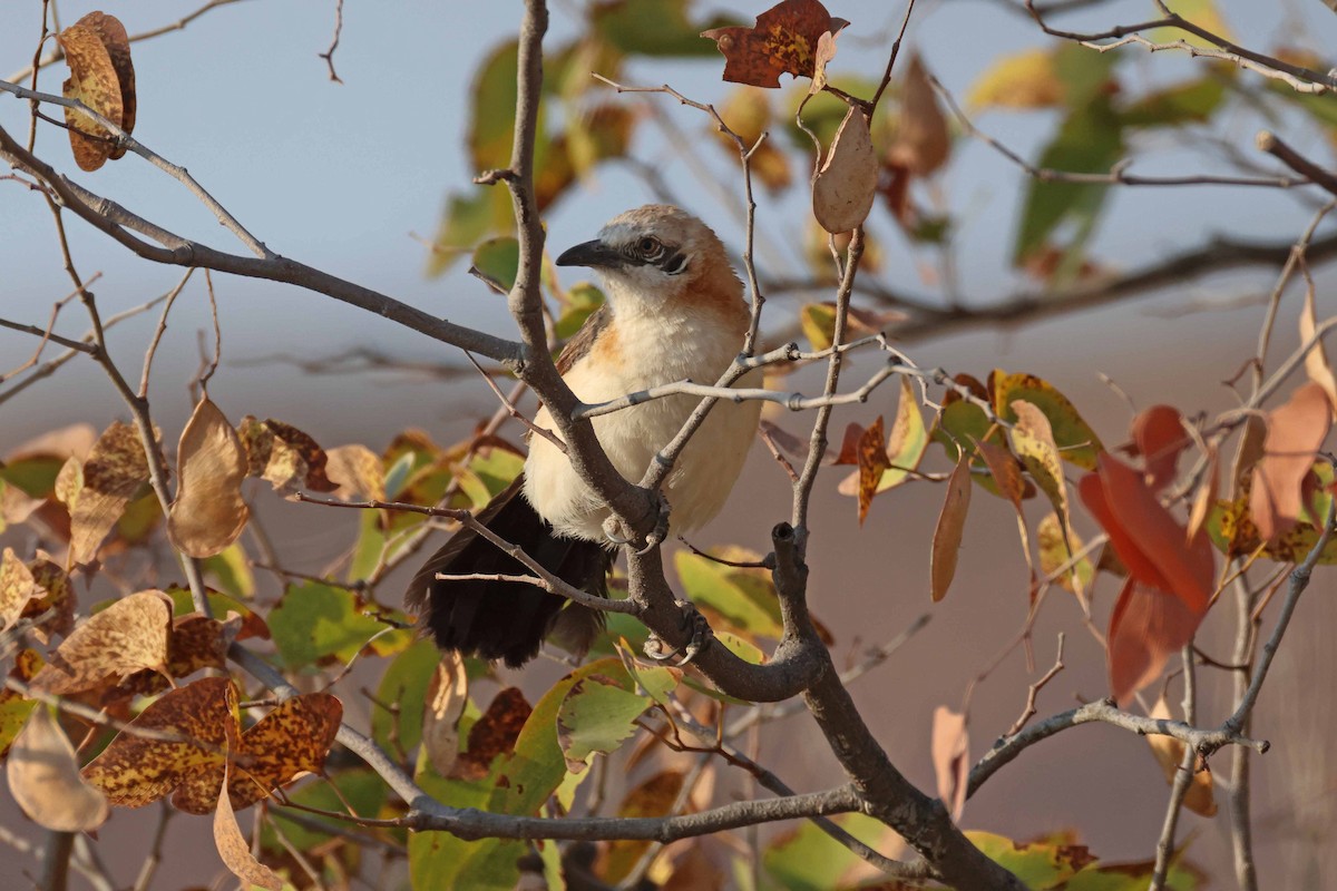 Kel Yanaklı Yedikardeş - ML646728095
