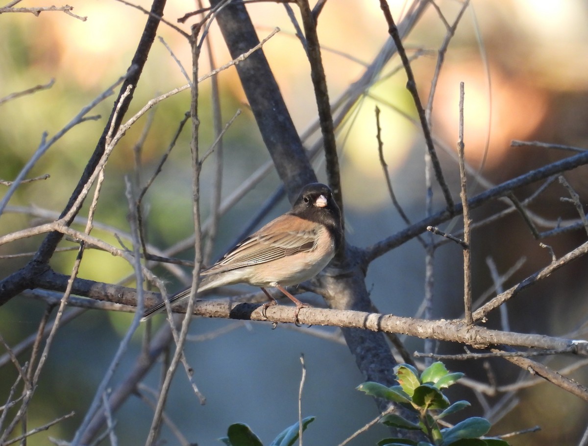 Dark-eyed Junco - ML646728096